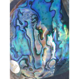 NZ Pāua Shell Polished & Sealed